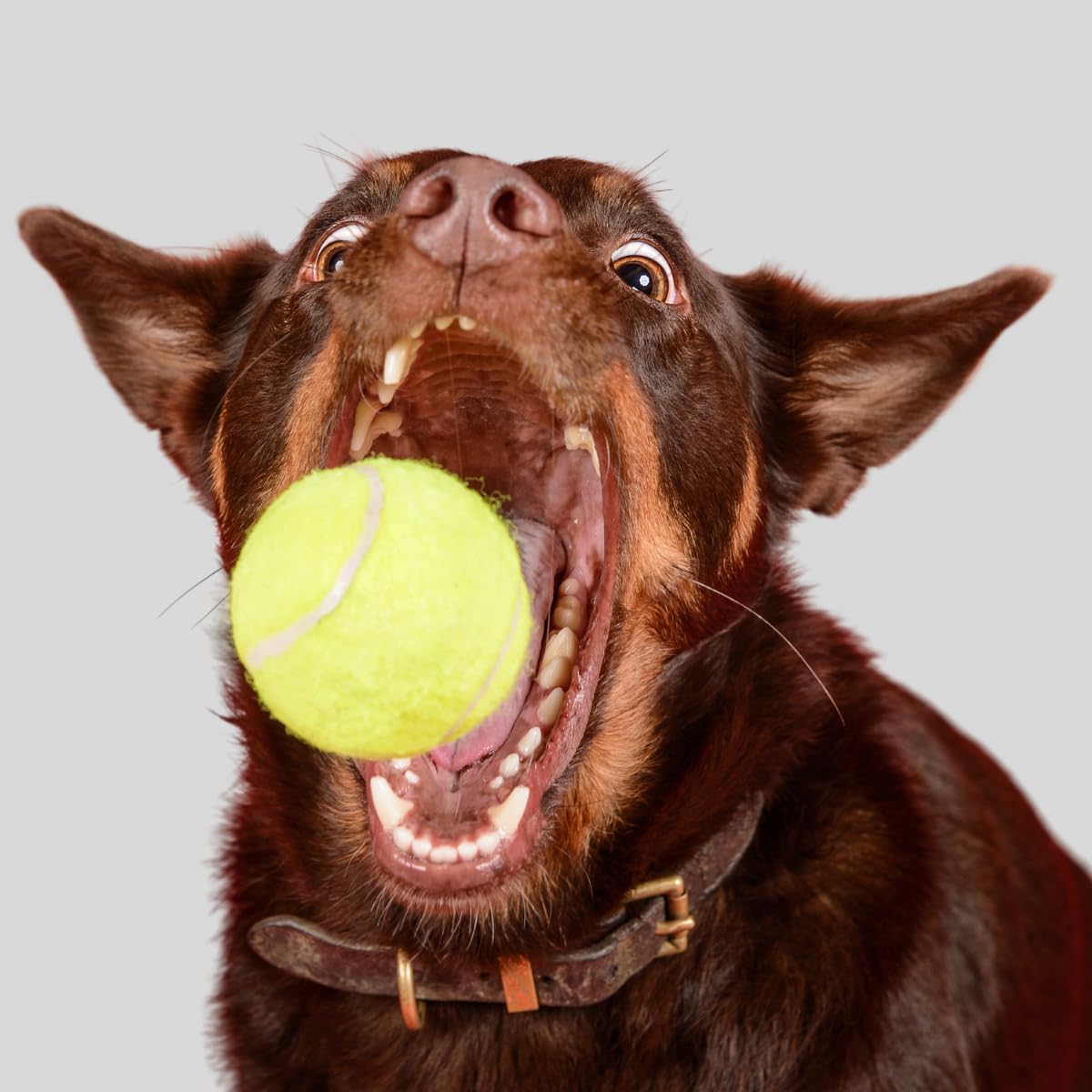 💪🐾 Unzerstörbarer Hunde-Tennisball – Für Aggressive Kauer & Power-Hunde!