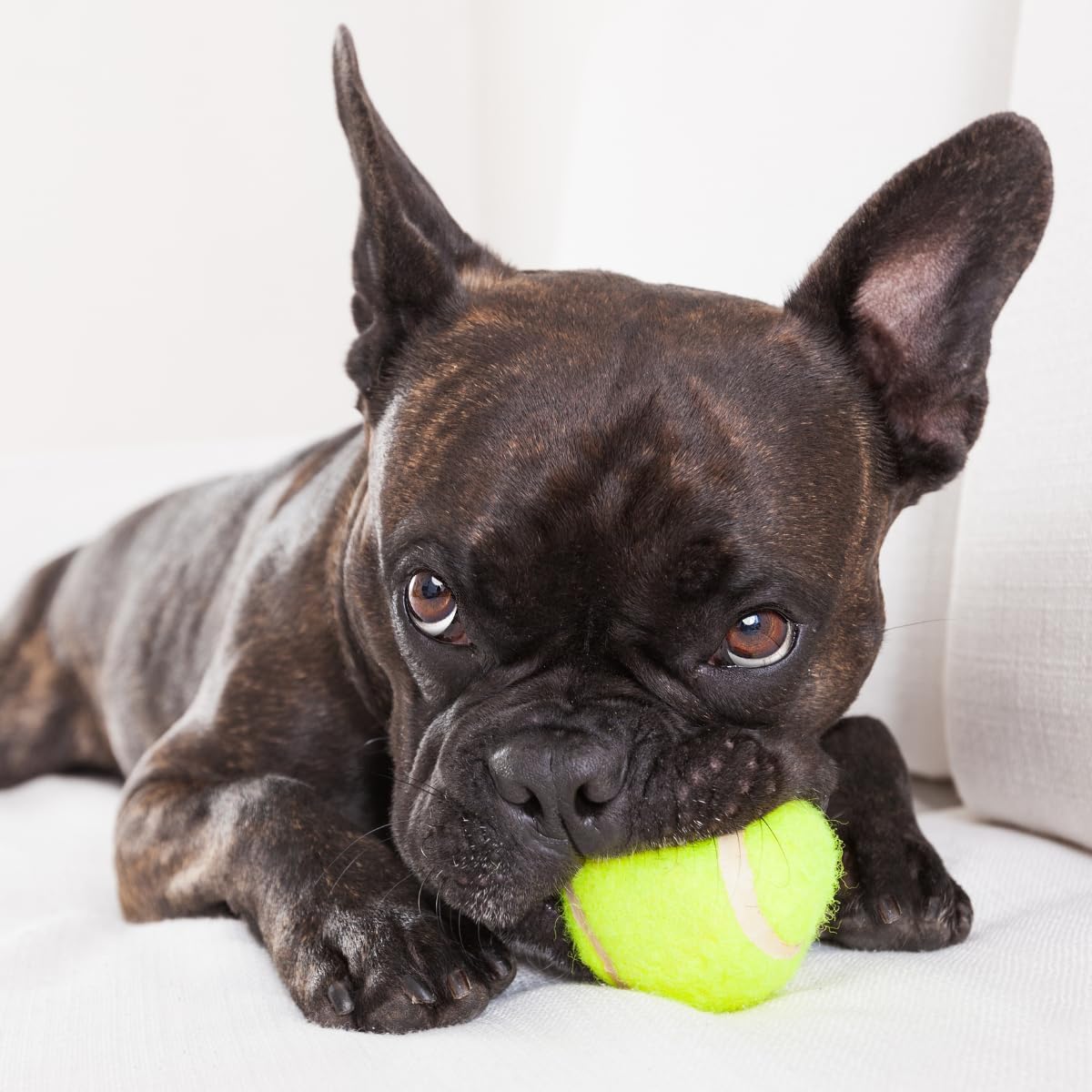 💪🐾 Unzerstörbarer Hunde-Tennisball – Für Aggressive Kauer & Power-Hunde!