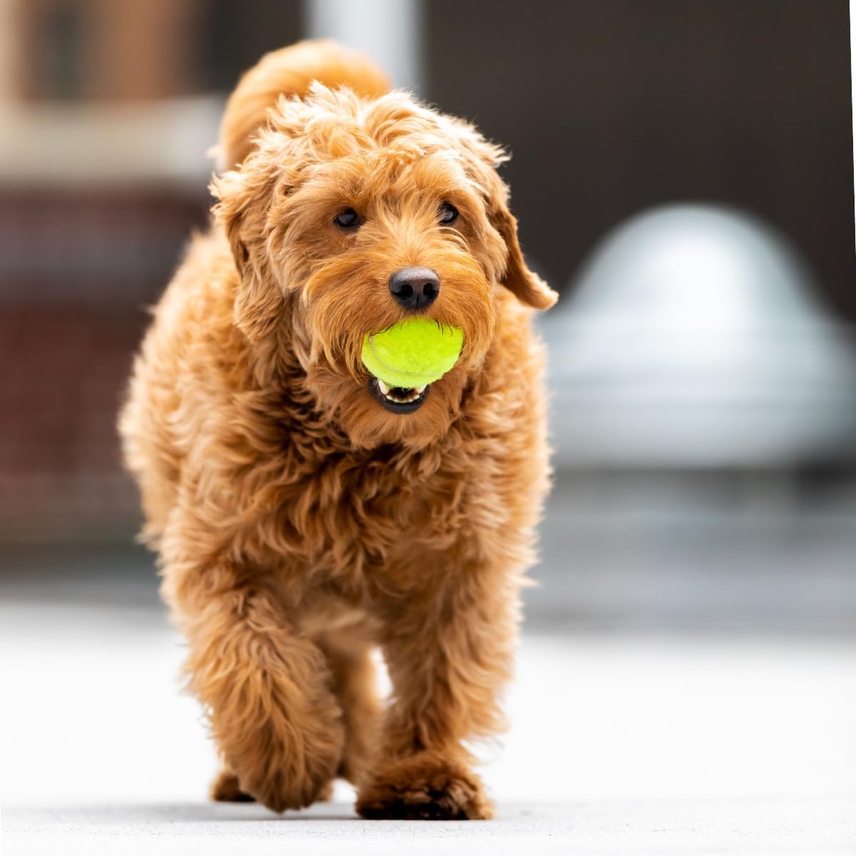 💪🐾 Unzerstörbarer Hunde-Tennisball – Für Aggressive Kauer & Power-Hunde!