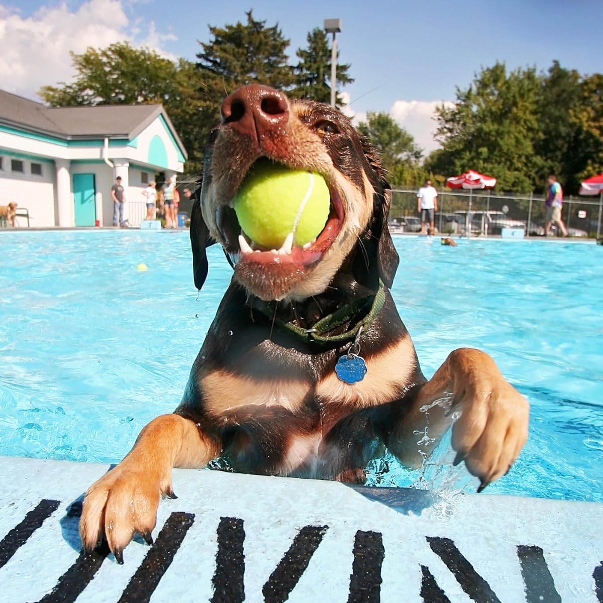 💪🐾 Unzerstörbarer Hunde-Tennisball – Für Aggressive Kauer & Power-Hunde!