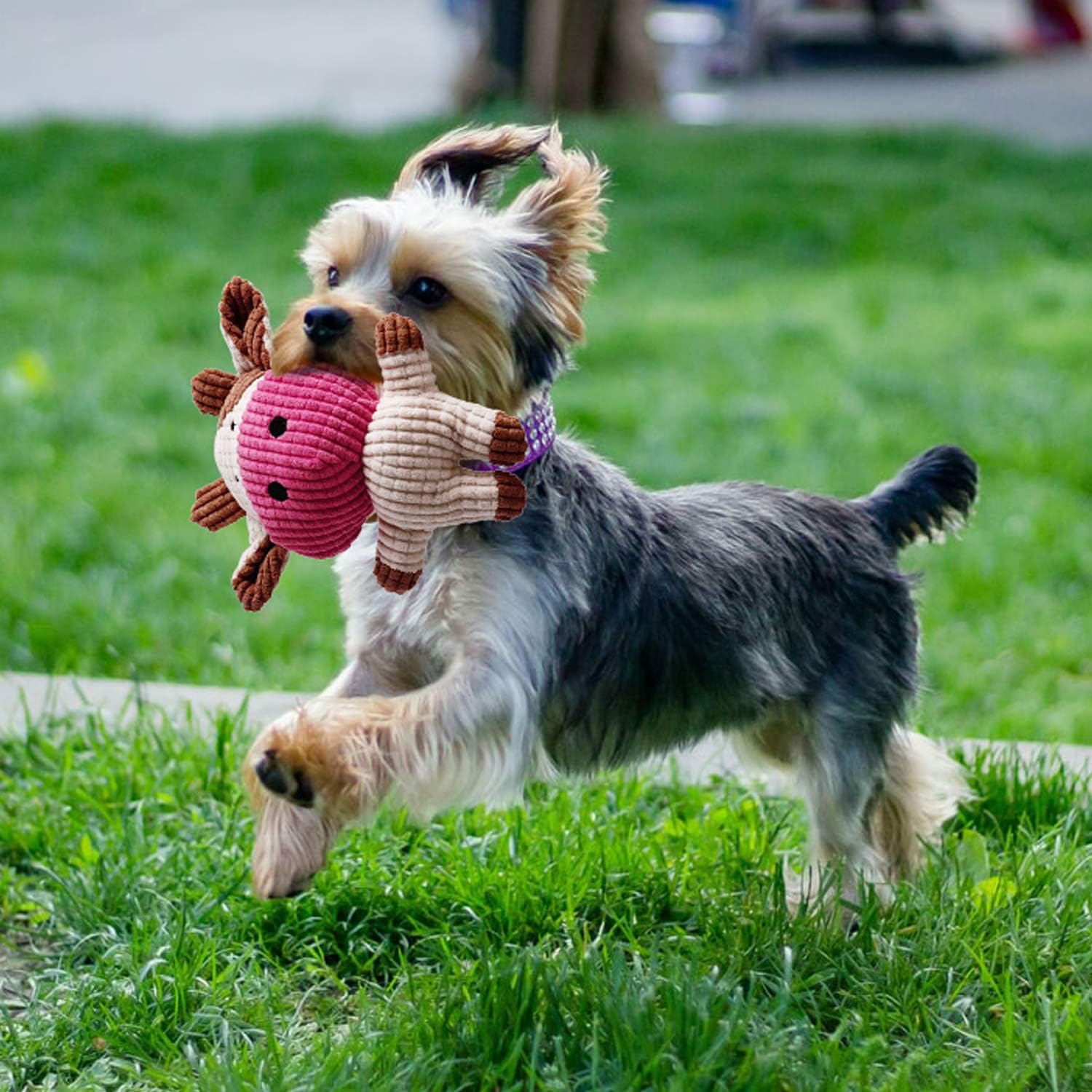 Toozey 7er Hundespielzeug Set 🐶🦴🐾 Langlebig, Ungiftig & Spaßig 🎾🦴🐕