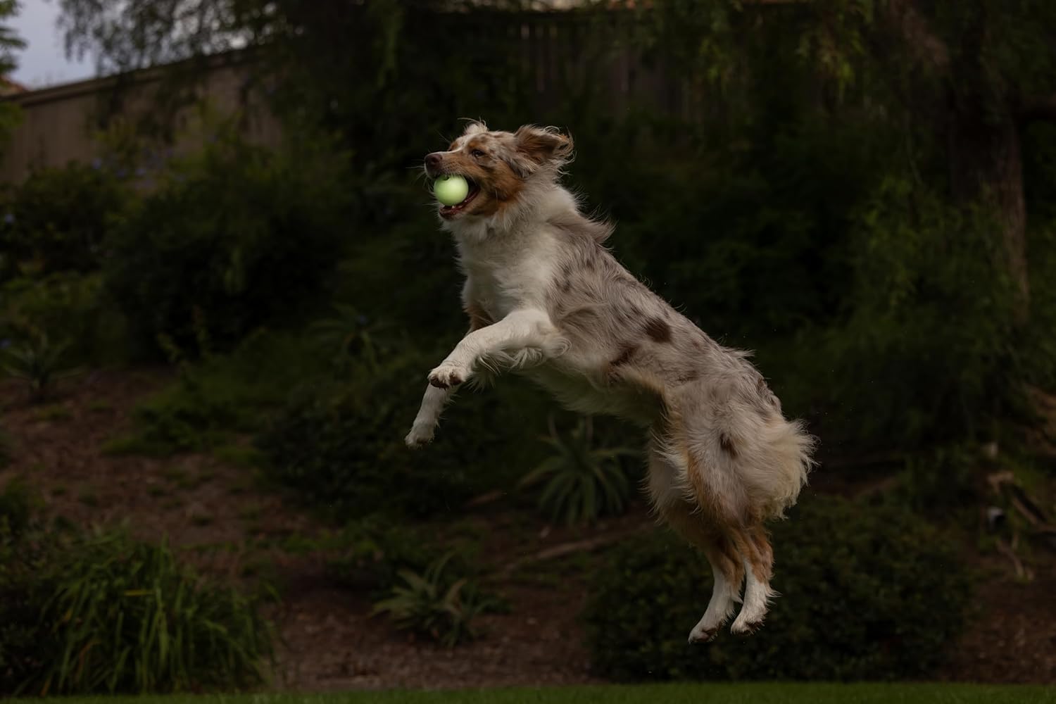 🐾 Leuchtball für Hunde – Chuckit! Max Glow Medium (6,5 cm) 💡⚽