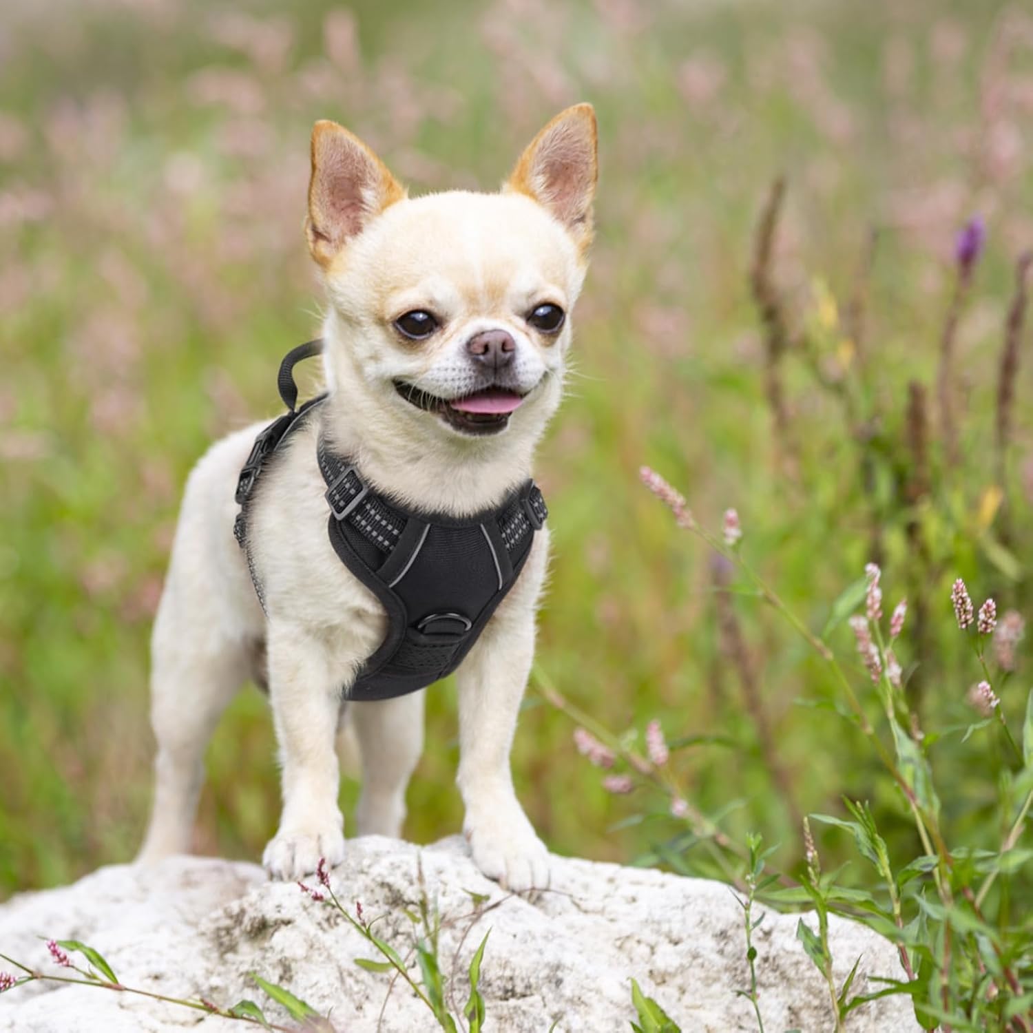 Rabbitgoo Hundegeschirr Kleine Hunde, anti Zug Geschirr Mit Kontrolle, No Pull Verstellbar Hundegeschirr Grosse Hunde, Atmungsaktiv Reflexstreifen Brustgeschirr Sichere Führung Schwarz XS