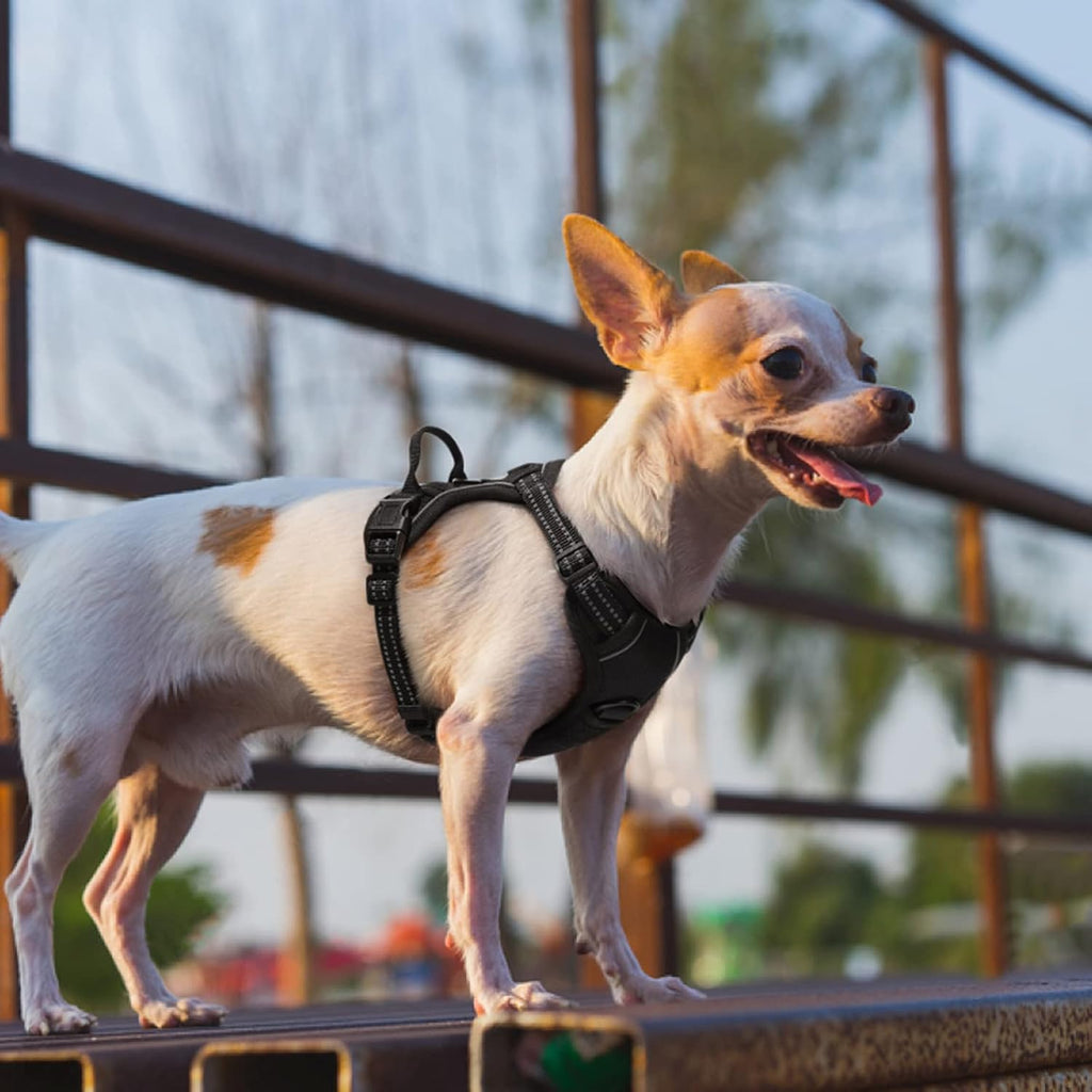 Rabbitgoo Hundegeschirr Kleine Hunde, anti Zug Geschirr Mit Kontrolle, No Pull Verstellbar Hundegeschirr Grosse Hunde, Atmungsaktiv Reflexstreifen Brustgeschirr Sichere Führung Schwarz XS