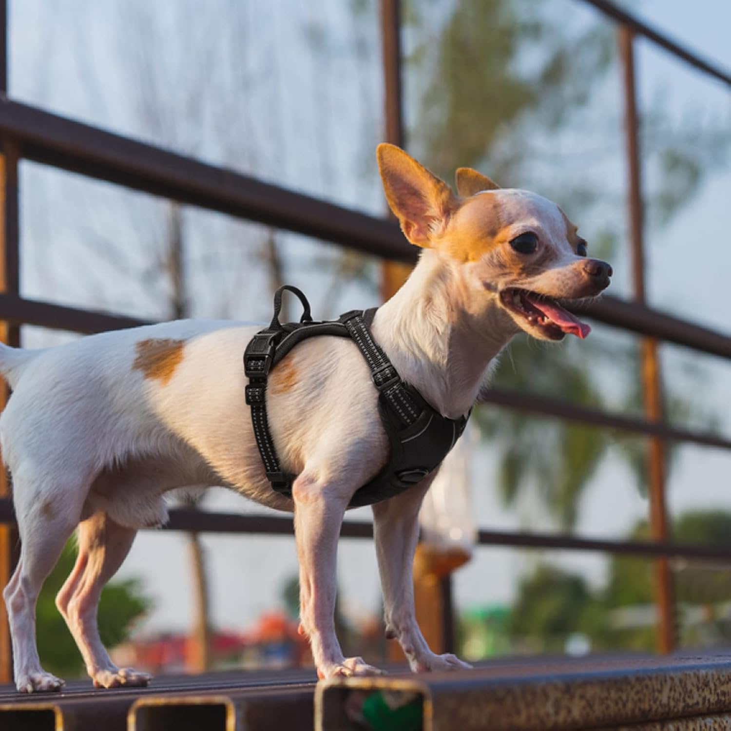 Rabbitgoo Hundegeschirr Kleine Hunde, anti Zug Geschirr Mit Kontrolle, No Pull Verstellbar Hundegeschirr Grosse Hunde, Atmungsaktiv Reflexstreifen Brustgeschirr Sichere Führung Schwarz XS