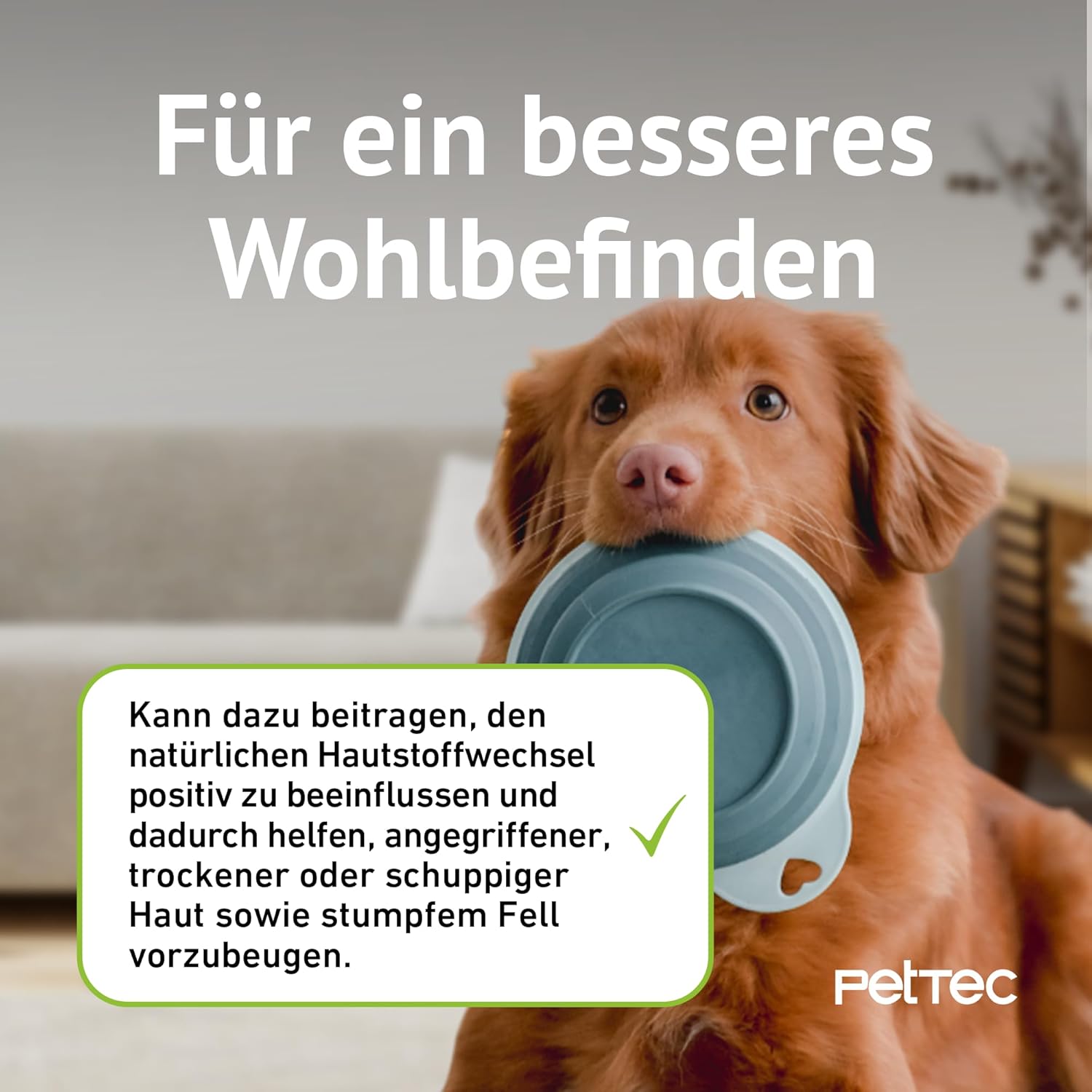 Veganes Omega-3 Algenöl für Hunde, Katzen & Pferde – Hochkonzentriert mit Vitamin E – 300 ml Pumpflasche 🐶🐱🐴