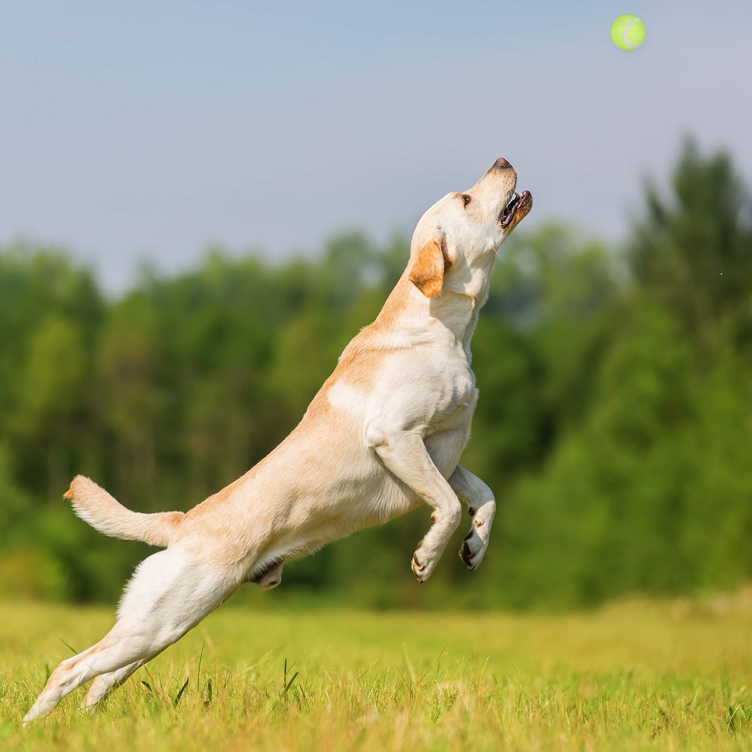 🎾🐕 Relaxdays Ballschleuder für Hunde – 2er Set Ballwerfer in Blau & Grün 🐶🚀