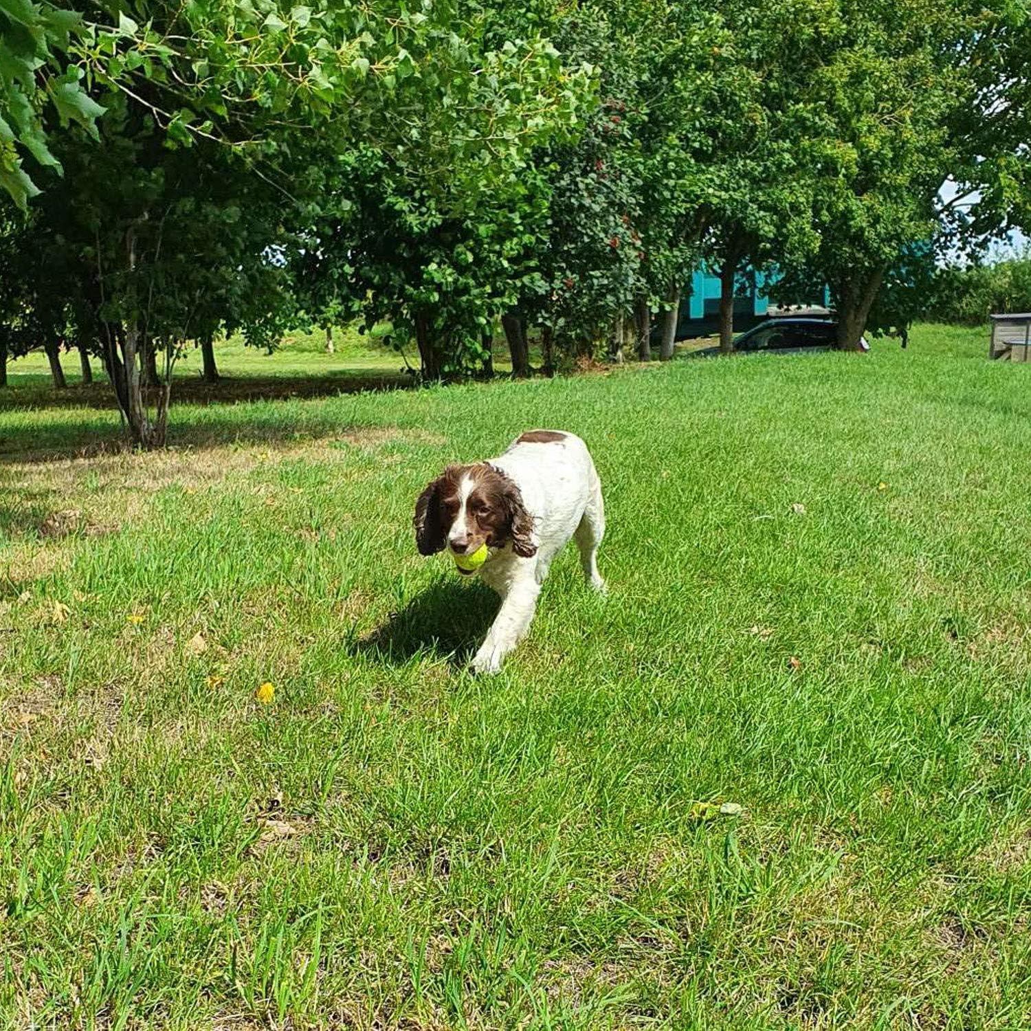 💪🐾 Unzerstörbarer Hunde-Tennisball – Für Aggressive Kauer & Power-Hunde!