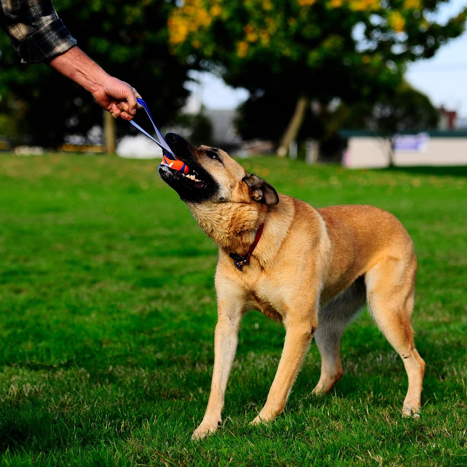 🐾 Chuckit! Ultra Tug Medium – Robust & langlebiges Zerrspielzeug 🦴🐶