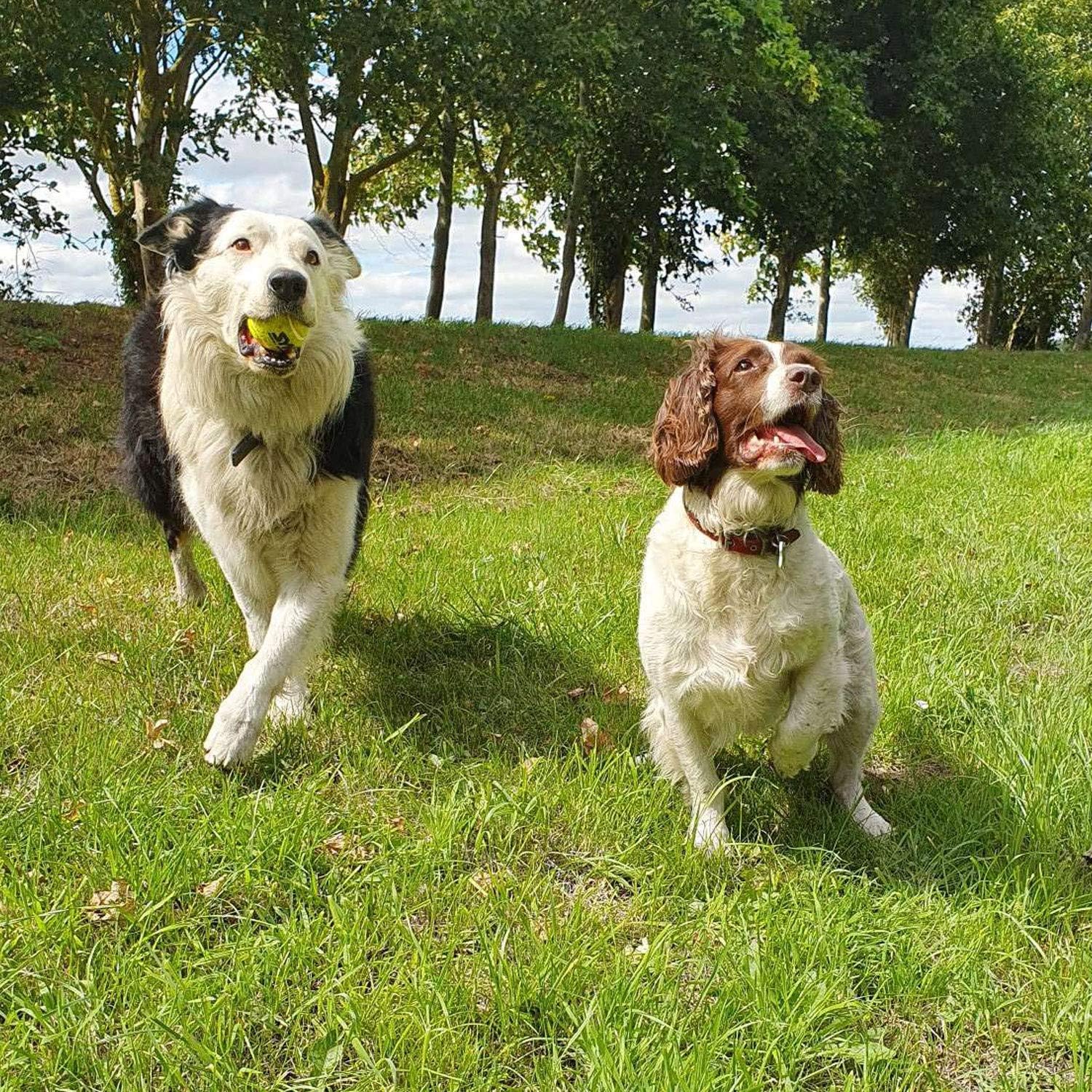 💪🐾 Unzerstörbarer Hunde-Tennisball – Für Aggressive Kauer & Power-Hunde!