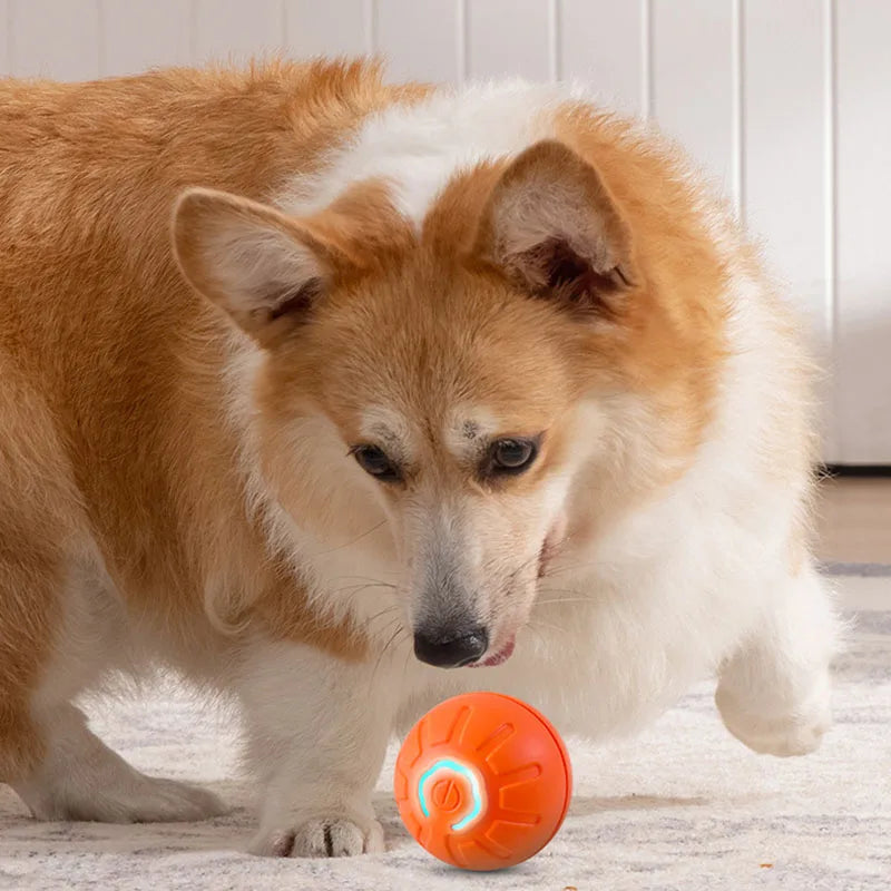 BounceBuddy™ – Der hüpfende Spielkamerad für deinen Hund